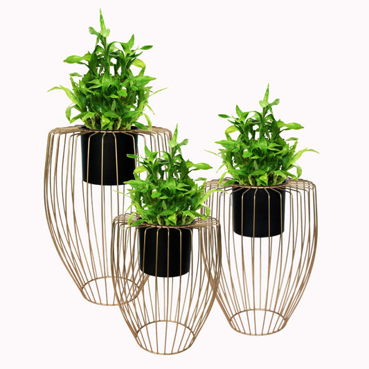 Black & Gold Planter (Set of 3)