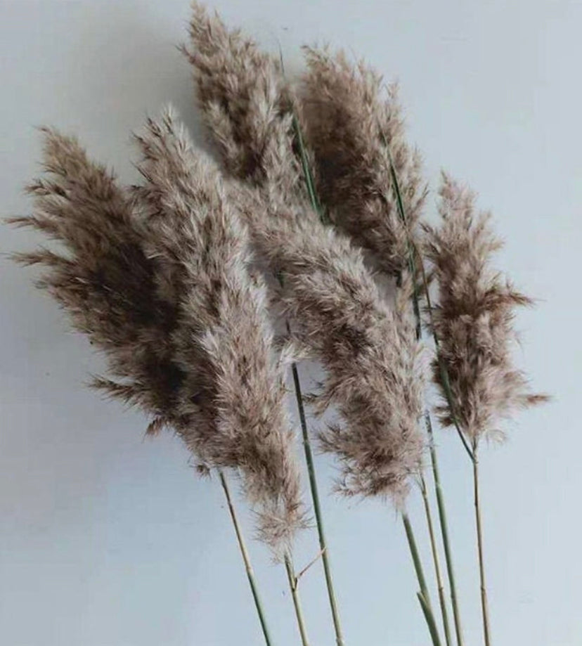 Fluff-Up Pampas (5 stems)